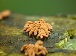 Attēlu rezultāti vaicājumam “Arcyria stipata”