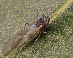 Attēlu rezultāti vaicājumam “Thecabius affinis”