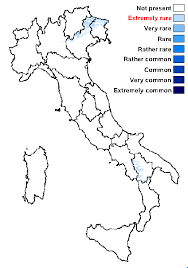 Attēlu rezultāti vaicājumam “Fellhanera subtilis”