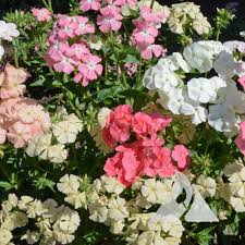 Image result for Phlox drummondii