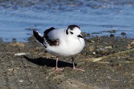 Attēlu rezultāti vaicājumam “Larus minutus”