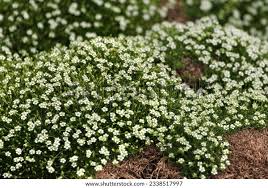 Attēlu rezultāti vaicājumam “Sagina procumbens flower”