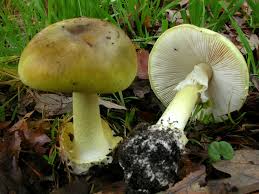 Attēlu rezultāti vaicājumam “Amanita phalloides”
