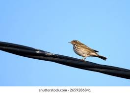 Image result for Anthus hodgsoni