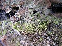 Attēlu rezultāti vaicājumam “Chaenotheca furfuracea”