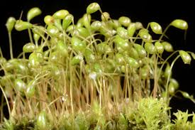 Attēlu rezultāti vaicājumam “Funaria hygrometrica”