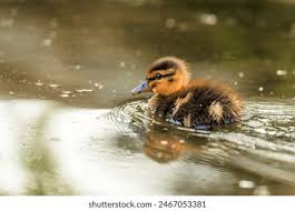 Attēlu rezultāti vaicājumam “Anas platyrhynchos juvenile”