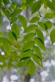 Attēlu rezultāti vaicājumam “Gymnocladus dioicus leaf”