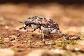 Attēlu rezultāti vaicājumam “Anthribidae”