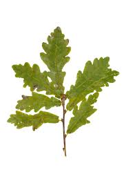 Attēlu rezultāti vaicājumam “Quercus robur”