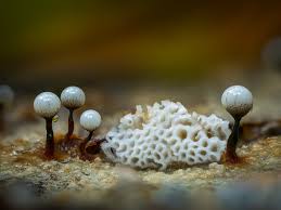 Attēlu rezultāti vaicājumam “Cribraria rubiginosa macro”