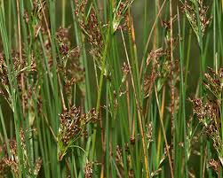Attēlu rezultāti vaicājumam “Juncus inflexus bud”