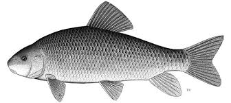 Image result for Moxostoma hubbsi