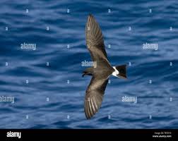 Image result for Oceanodroma castro
