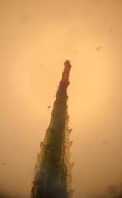 Attēlu rezultāti vaicājumam “Polytrichastrum pallidisetum cells”