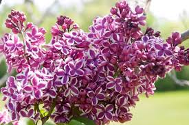 Attēlu rezultāti vaicājumam “Syringa vulgaris flower”