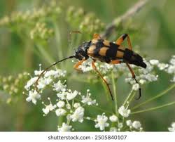 Attēlu rezultāti vaicājumam “Strangalia attenuata”