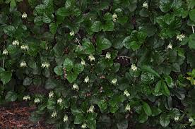 Attēlu rezultāti vaicājumam “Orthilia secunda leaf”