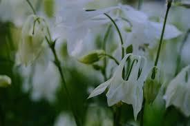 Image result for Aquilegia vulgaris