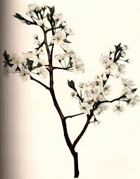 Attēlu rezultāti vaicājumam “Prunus cerasifera var. divaricata bud”