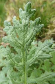 Attēlu rezultāti vaicājumam “Senecio viscosus leaf”