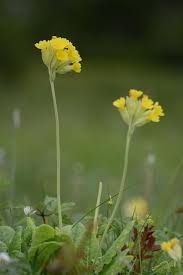 Attēlu rezultāti vaicājumam “Primula veris”