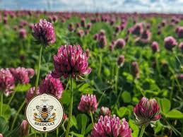 Attēlu rezultāti vaicājumam “Trifolium medium flower”
