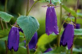 Image result for Campanula affinis