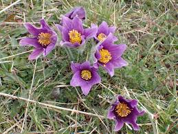 Image result for Pulsatilla