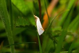 Attēlu rezultāti vaicājumam “Agapeta hamana”