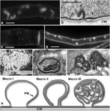 Attēlu rezultāti vaicājumam “Badhamiopsis ainoae macro”
