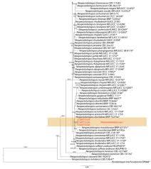 Attēlu rezultāti vaicājumam “Stemonitopsis hyperopta var. landewaldii macro”