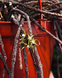 Attēlu rezultāti vaicājumam “Diachea muscorum stalked”