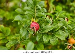 Attēlu rezultāti vaicājumam “Rosa majalis fruit”