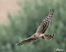 Attēlu rezultāti vaicājumam “Circus pygargus”