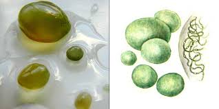 Attēlu rezultāti vaicājumam “Nostoc pruniforme”