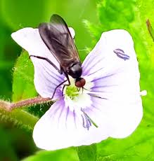 Attēlu rezultāti vaicājumam “Empis sp.”