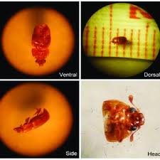 Attēlu rezultāti vaicājumam “Epuraea sp.”