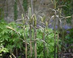 Attēlu rezultāti vaicājumam “Polygonatum verticillatum”