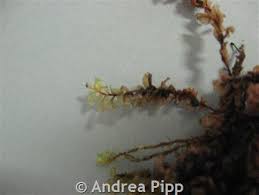 Attēlu rezultāti vaicājumam “Cinclidium stygium”