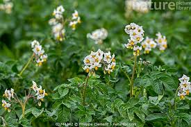Attēlu rezultāti vaicājumam “Solanum tuberosum flower”