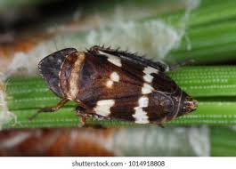 Attēlu rezultāti vaicājumam “Planaphrodes sp.”