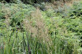 Attēlu rezultāti vaicājumam “Glyceria maxima”