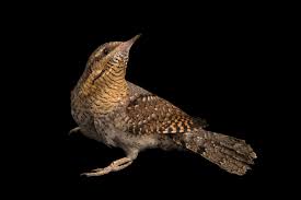 Attēlu rezultāti vaicājumam “Jynx torquilla”