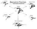 http://www.biology-online.org/images/darwin_finches.jpg