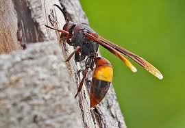 Attēlu rezultāti vaicājumam “Polistes”