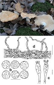 Attēlu rezultāti vaicājumam “Hydnum sp.”