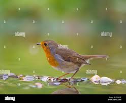 Attēlu rezultāti vaicājumam “Erithacus rubecula adult”