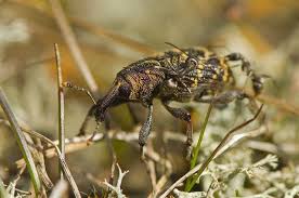 Attēlu rezultāti vaicājumam “Hylobius abietis”