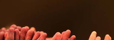 Attēlu rezultāti vaicājumam “Cribraria vulgaris spores”